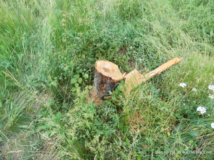 Отсечени череши