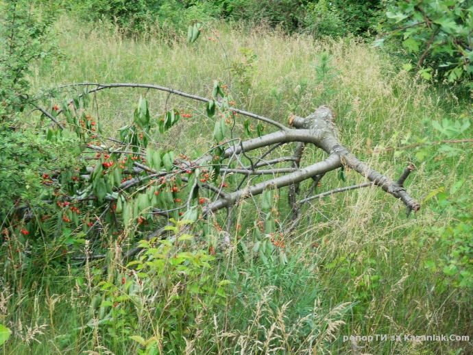 Отсечени череши