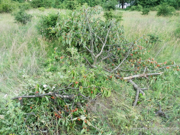 Отсечени череши