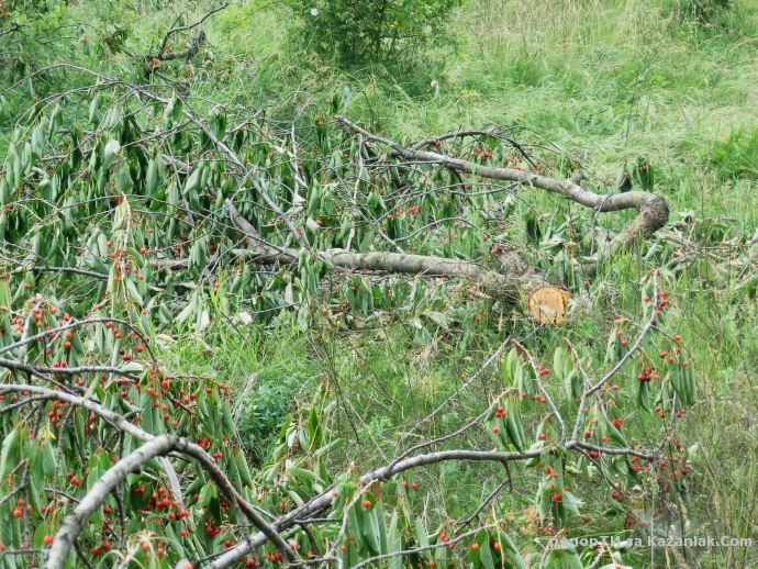 Отсечени череши