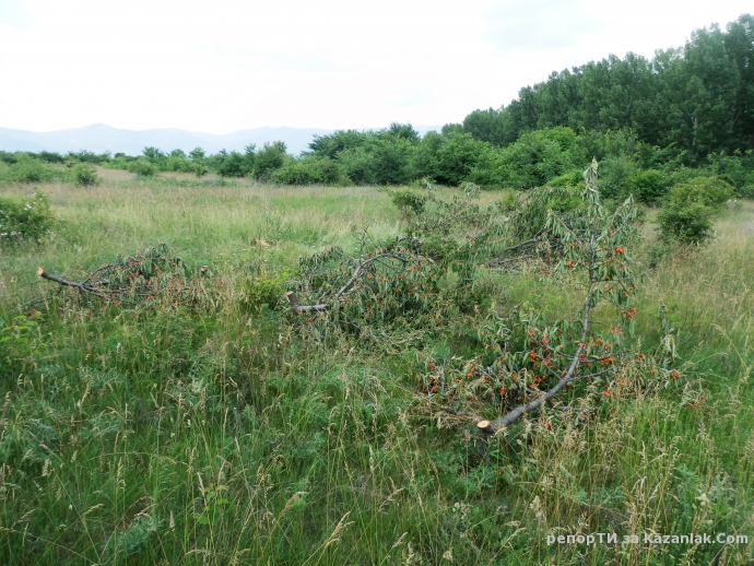 Отсечени череши