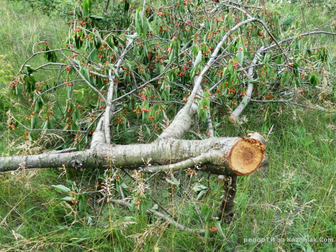 Отсечени череши