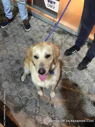 Изгубено куче