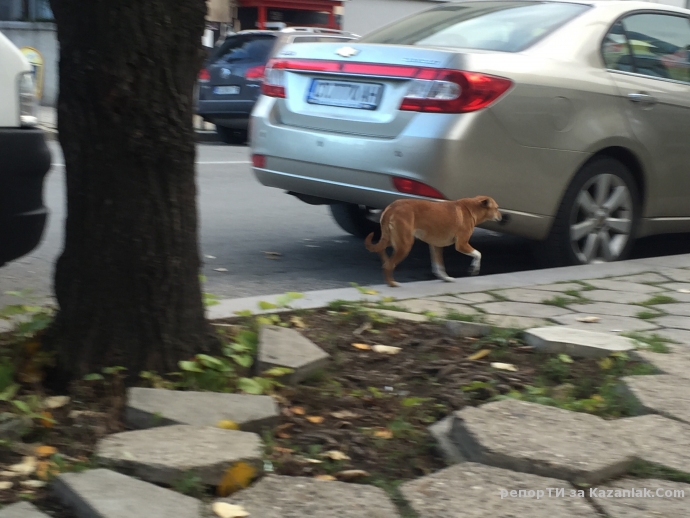 ИЗГУБЕНО КУЧЕ!