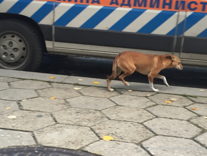 ИЗГУБЕНО КУЧЕ!