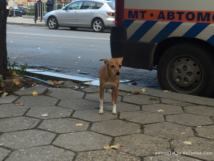 ИЗГУБЕНО КУЧЕ!