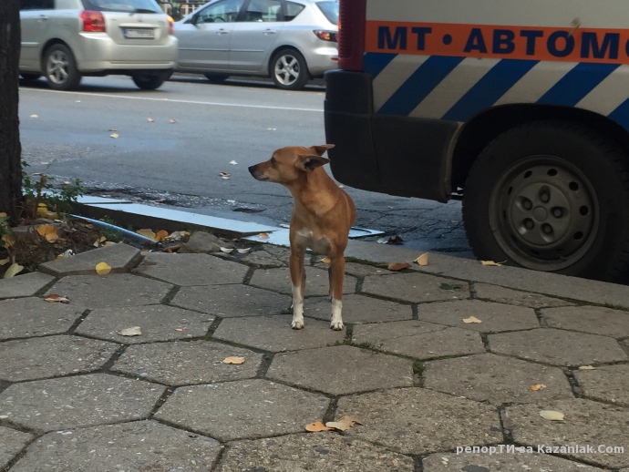 ИЗГУБЕНО КУЧЕ!