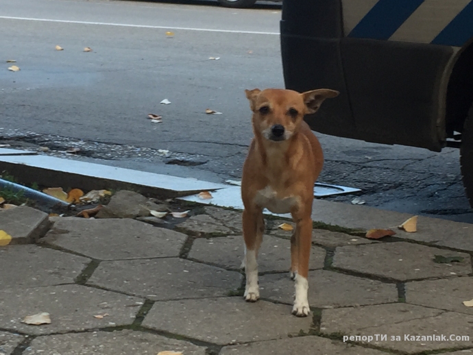 ИЗГУБЕНО КУЧЕ!