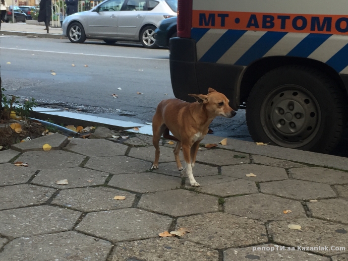 ИЗГУБЕНО КУЧЕ!