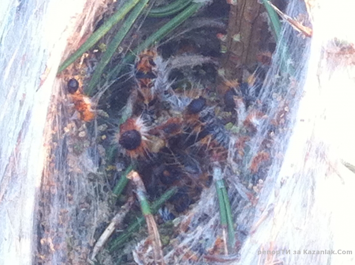 Тюлбето загива