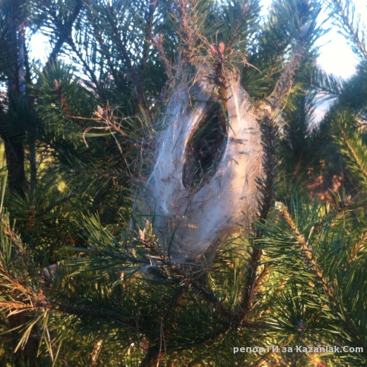 Тюлбето загива