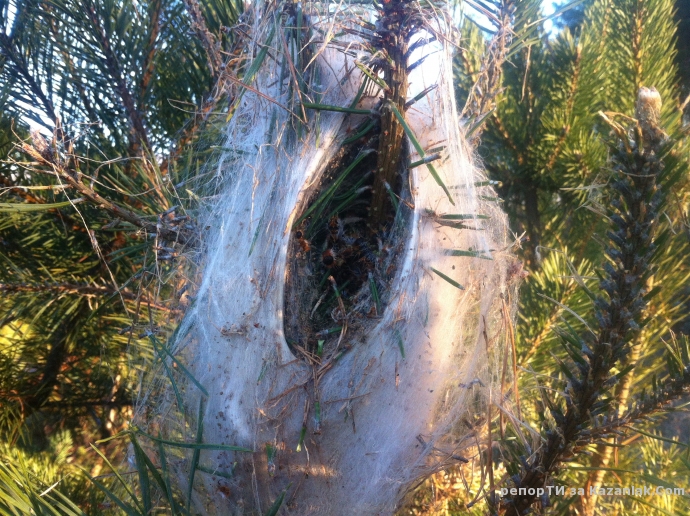 Тюлбето загива