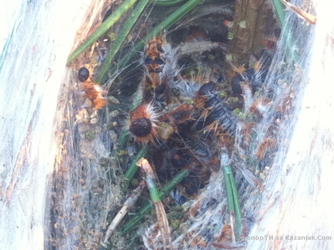 Тюлбето загива