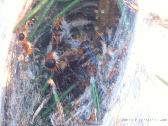 Тюлбето загива