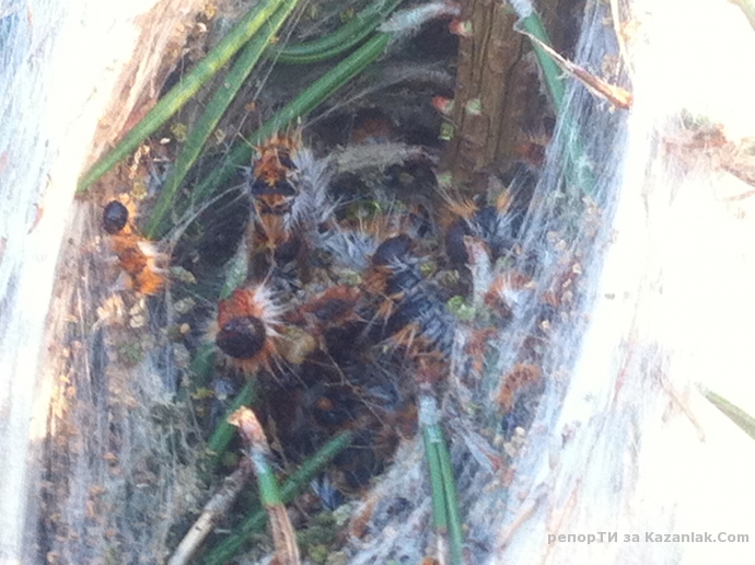 Тюлбето загива