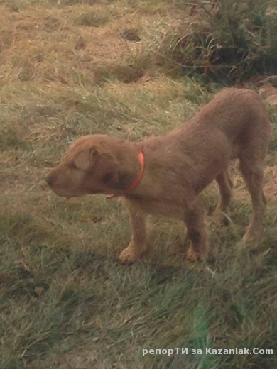 Намерено куче на Синята река