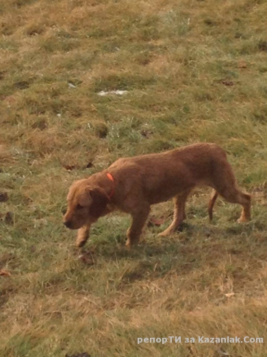 Намерено куче на Синята река