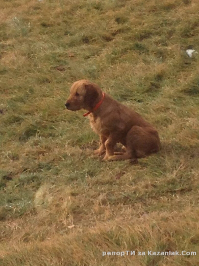 Намерено куче на Синята река