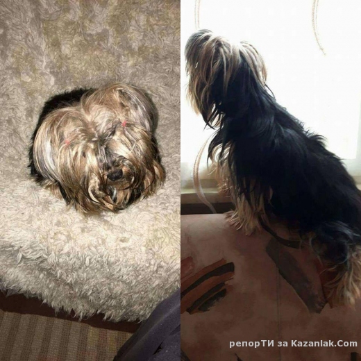 Загубен е женски йоркшерски териер