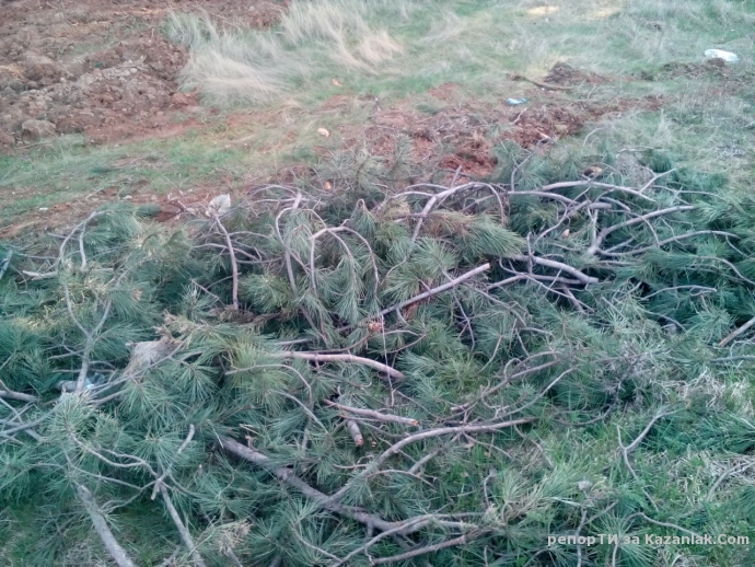 Изсечена гора от мобилни оператори