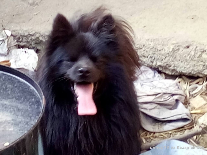 Намерено кученце в Енина!