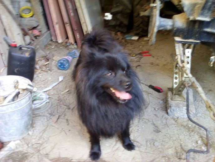 Намерено кученце в Енина!