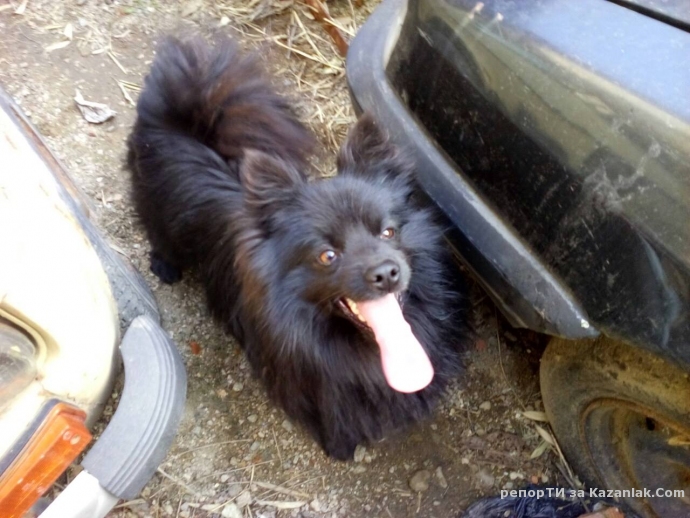 Намерено кученце в Енина!