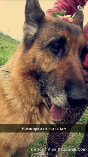 Открадната немска овчарка