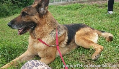 Открадната немска овчарка