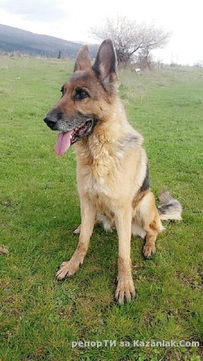 Открадната немска овчарка