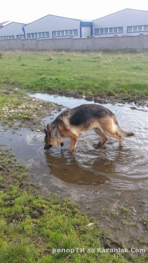 Открадната немска овчарка