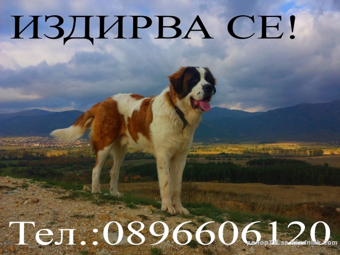 Издирва се!