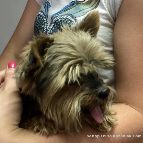 Намерено кученце