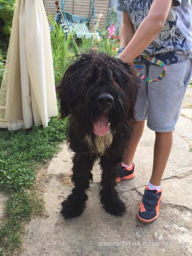 Намерено куче