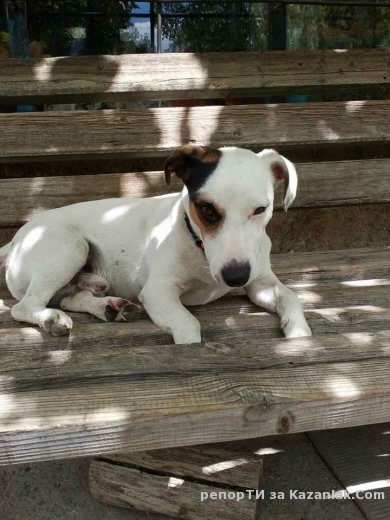 Изгубено е куче джак ръсел териер в района на жк Изток