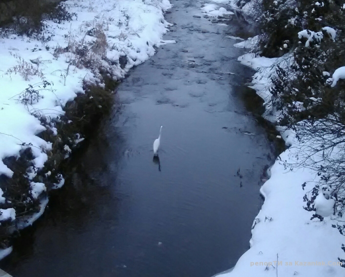 Голяма бяла чапла?