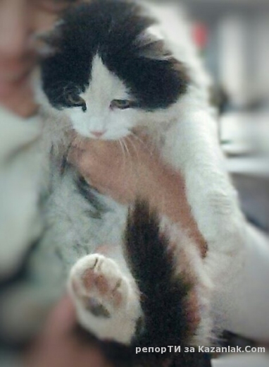 Търси се изгубено коте на 5 месеца