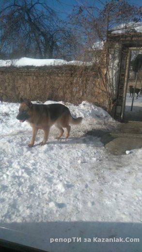 Ето това се случва по улиците на село Шаново