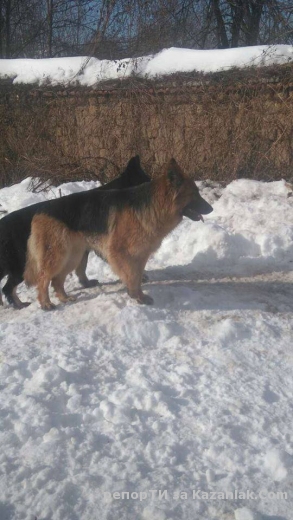 Ето това се случва по улиците на село Шаново