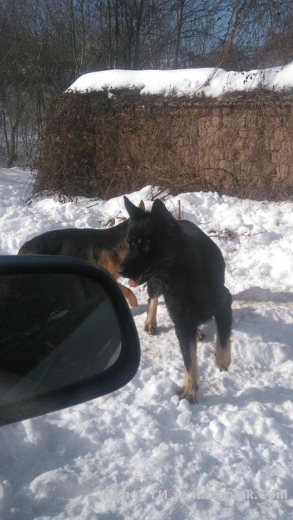 Ето това се случва по улиците на село Шаново