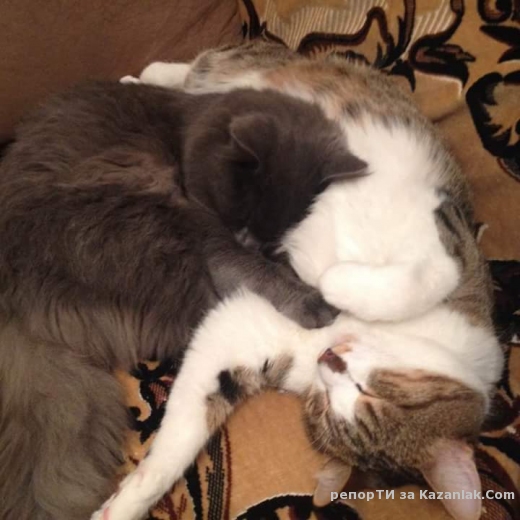 ЗАГУБЕН СИВ КОТАРАК