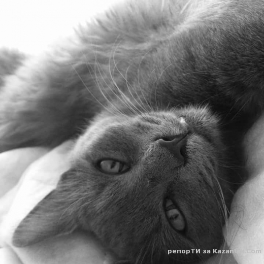 ЗАГУБЕН СИВ КОТАРАК