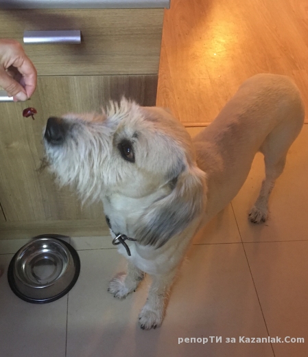 ИЗГУБЕНО КУЧЕ!!!!ВЪЗНАГРАЖДЕНИЕ!!!!