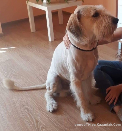 ИЗГУБЕНО КУЧЕ!!!!ВЪЗНАГРАЖДЕНИЕ!!!!