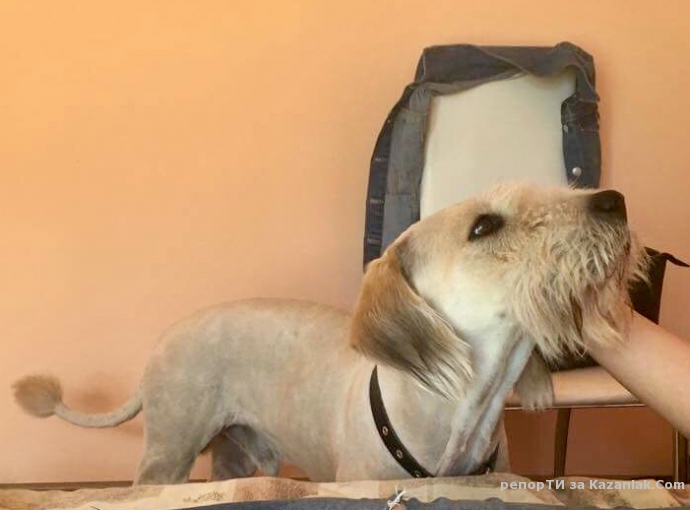 ИЗГУБЕНО КУЧЕ!!!!ВЪЗНАГРАЖДЕНИЕ!!!!