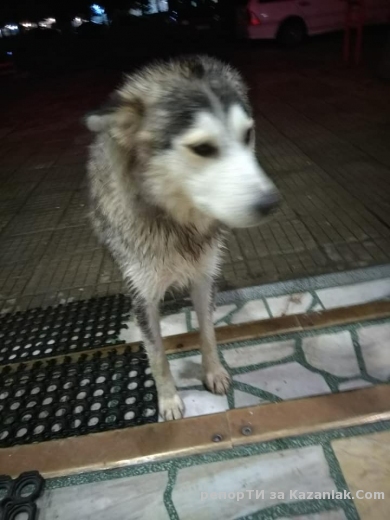 Изгубено женско куче