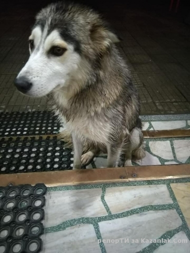 Изгубено женско куче