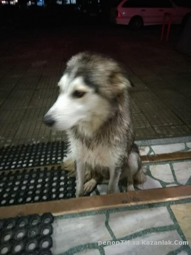 Изгубено женско куче