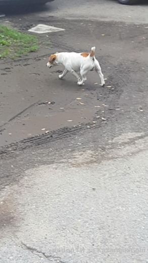 Изгубено куче до Джимса