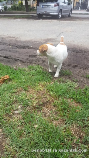 Изгубено куче до Джимса